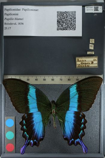 Media type: image;   Entomology 171712